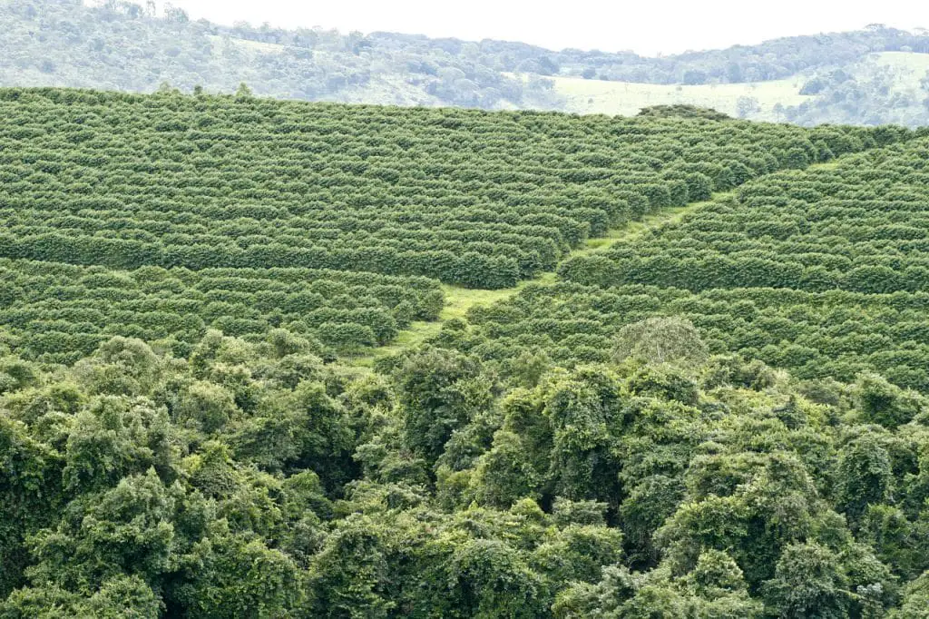 A coffee plantation in Brazil